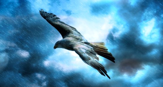 Sky Fauna Beak Wildlife