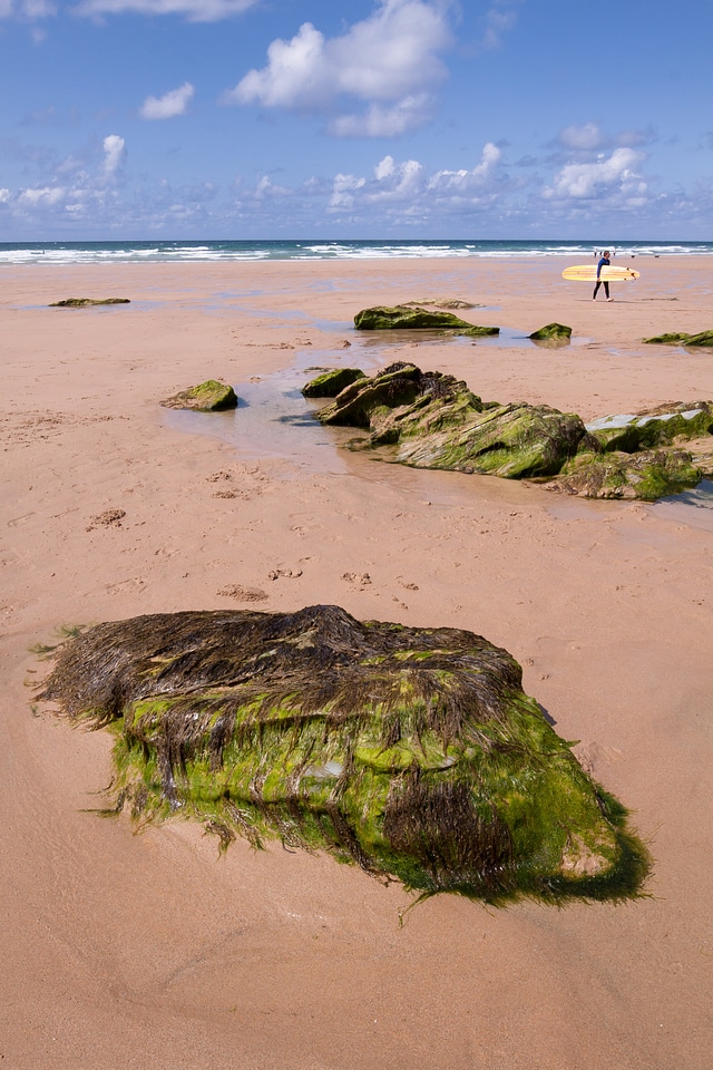 Sea seaweed surfer