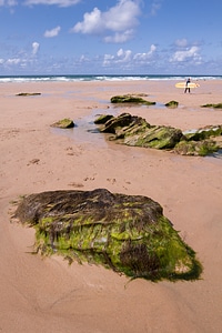 Sea seaweed surfer photo