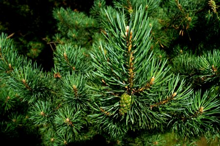 Tree Spruce Ecosystem Pine Family photo