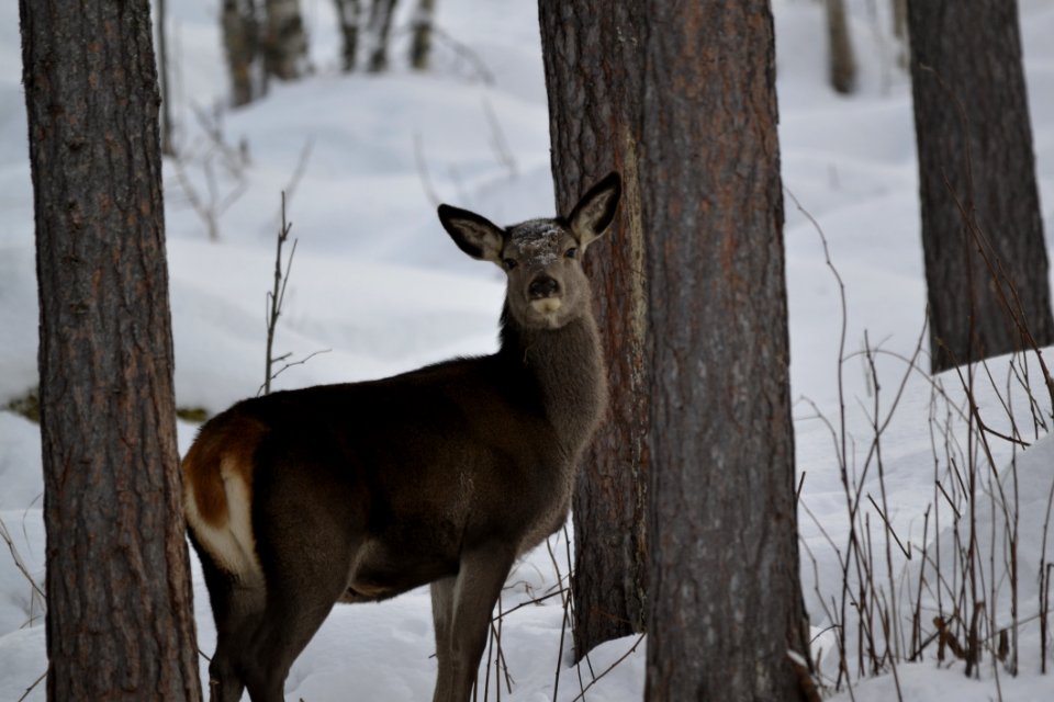 Deer Tree Forest