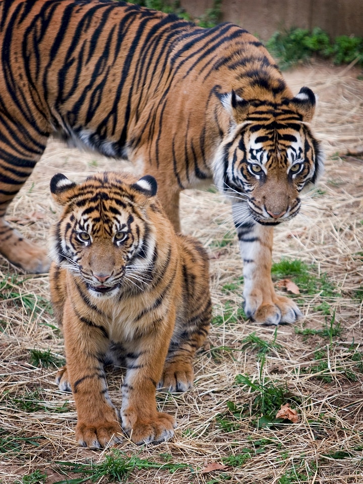 Stripes walking predator photo