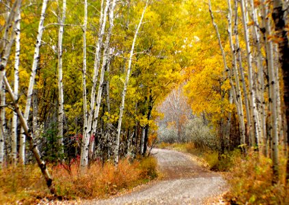 Autumn Calgary Alberta (12)