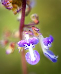 Little Purple Flowers