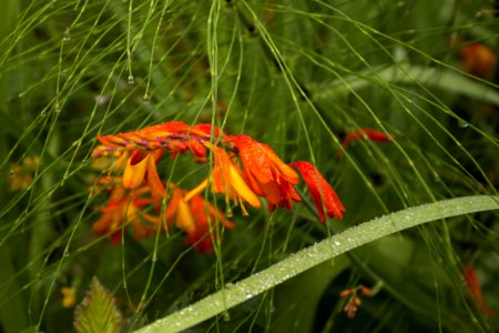 Coastal Wildflowers Oregon