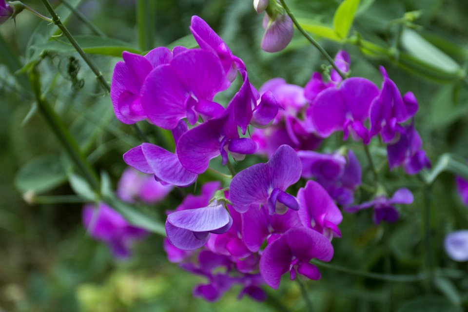 Wild Sweetpea Oregon