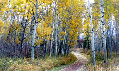 Autumn Calgary Alberta (15)
