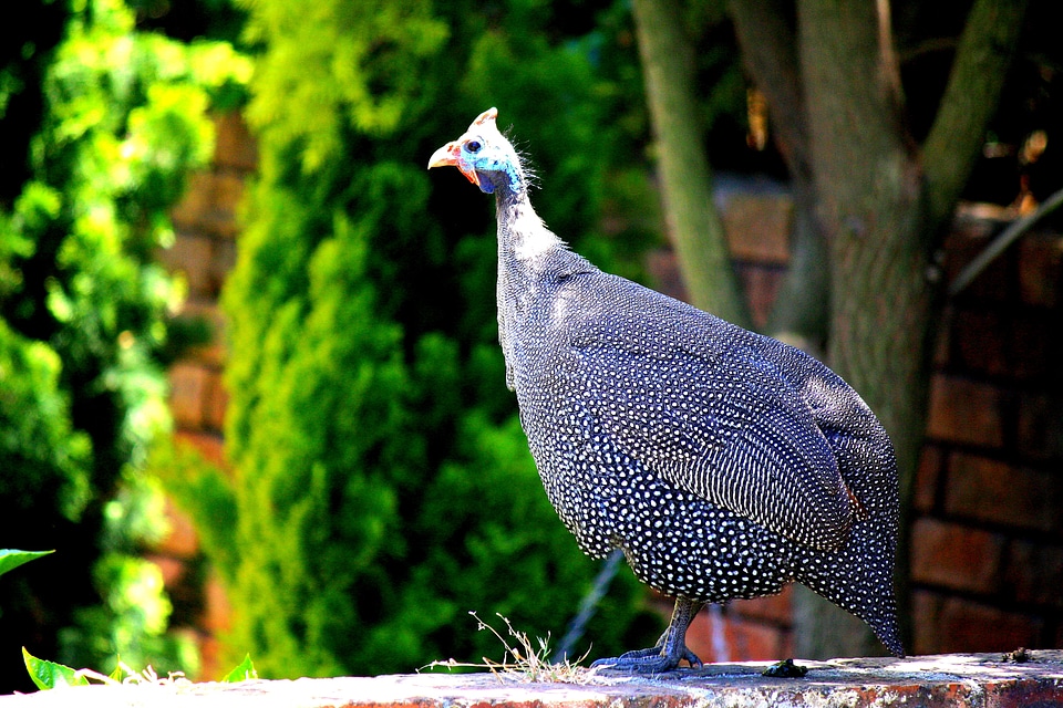 Chicken grey points