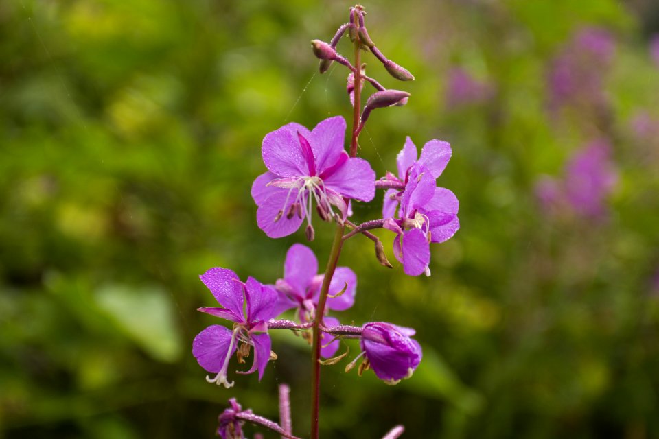 Wild Fireweed Oregon
