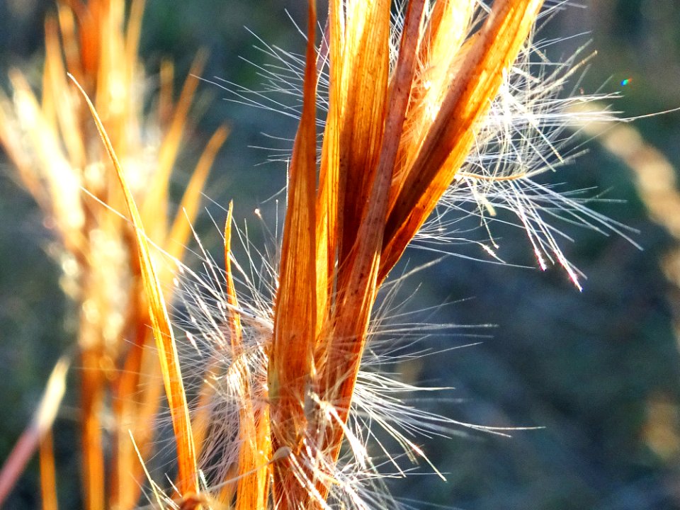 Sunset In The Grass