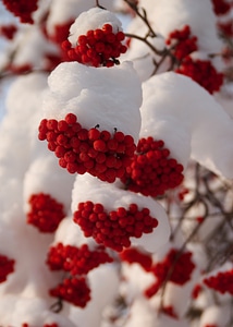Nature snow red berries photo