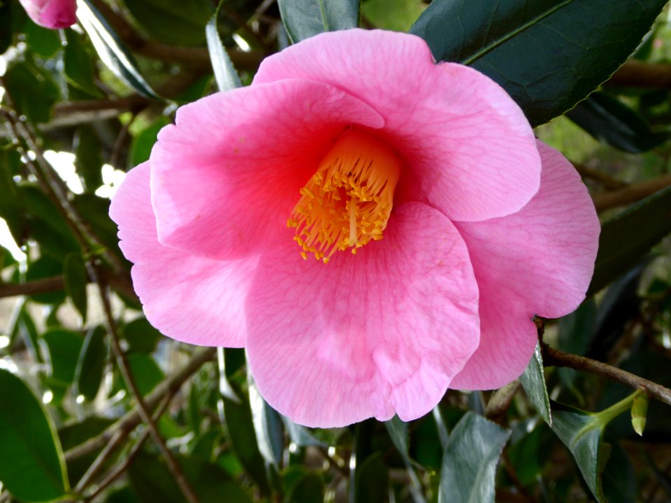 Pink Flower