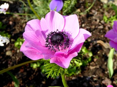 Violet Flower