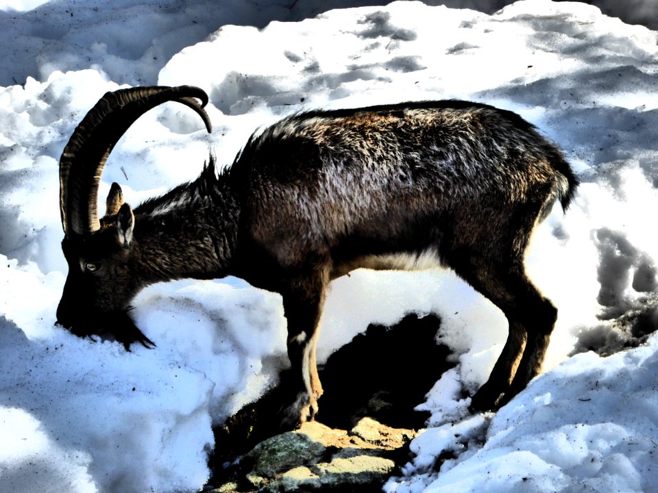 Capricorn