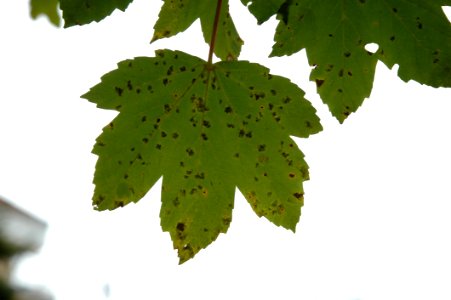 Maple Leaf