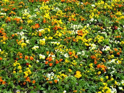Flowers Field