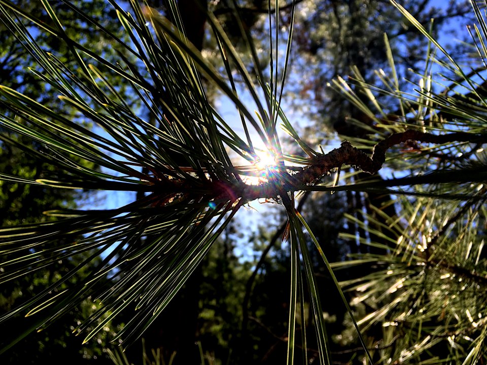 Glowing Pine Needles