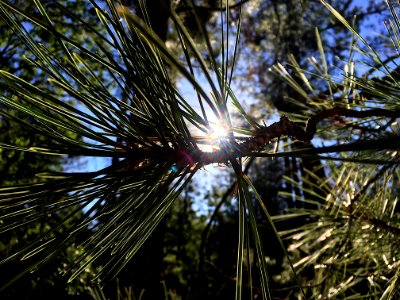 Glowing Pine Needles