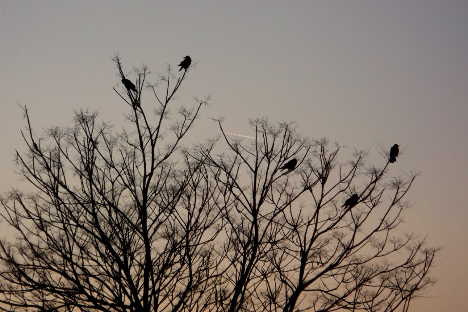 Birds On Branches