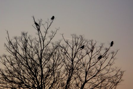 Birds On Branches