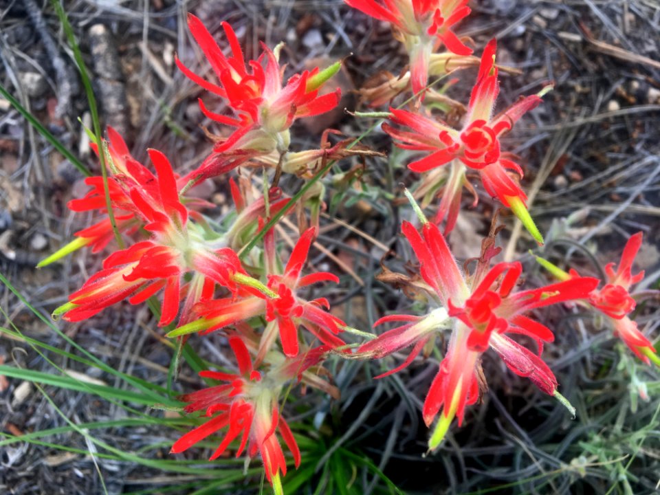 Patch Of Indian Paintbrush