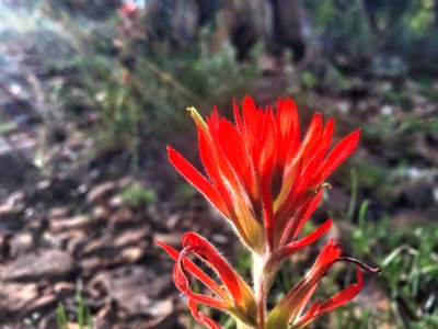 Painted Paintbrush photo