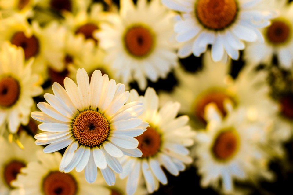 Flower Yellow Flowering Plant Daisy