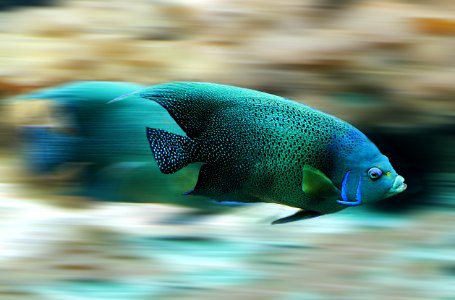 Blue Marine Biology Fauna Underwater photo