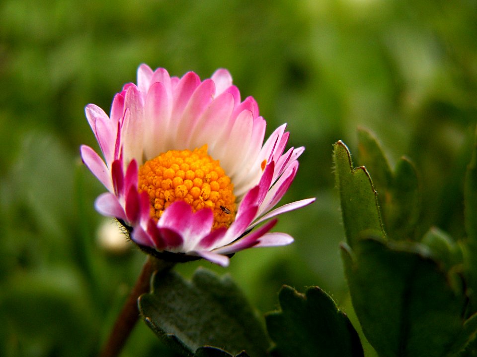 Flower Flora Plant Daisy