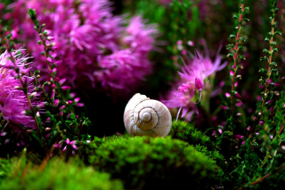Flower Plant Flora Grass