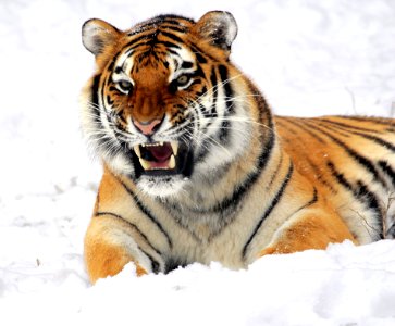 Tiger Wildlife Mammal Whiskers photo