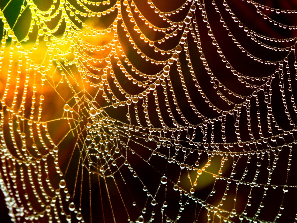 Spider Web Water Moisture Light