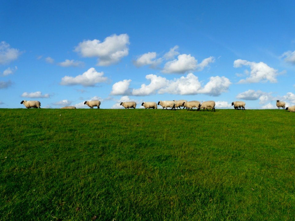 Grassland Pasture Sky Prairie
