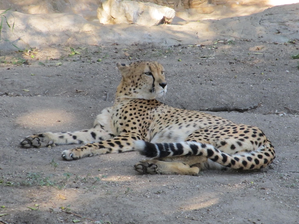 Acinonyx jubatus mammal zoo