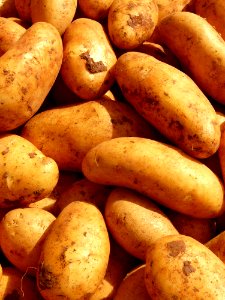 Root Vegetable Potato Yukon Gold Potato Food
