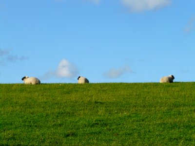 Grassland Pasture Field Ecosystem
