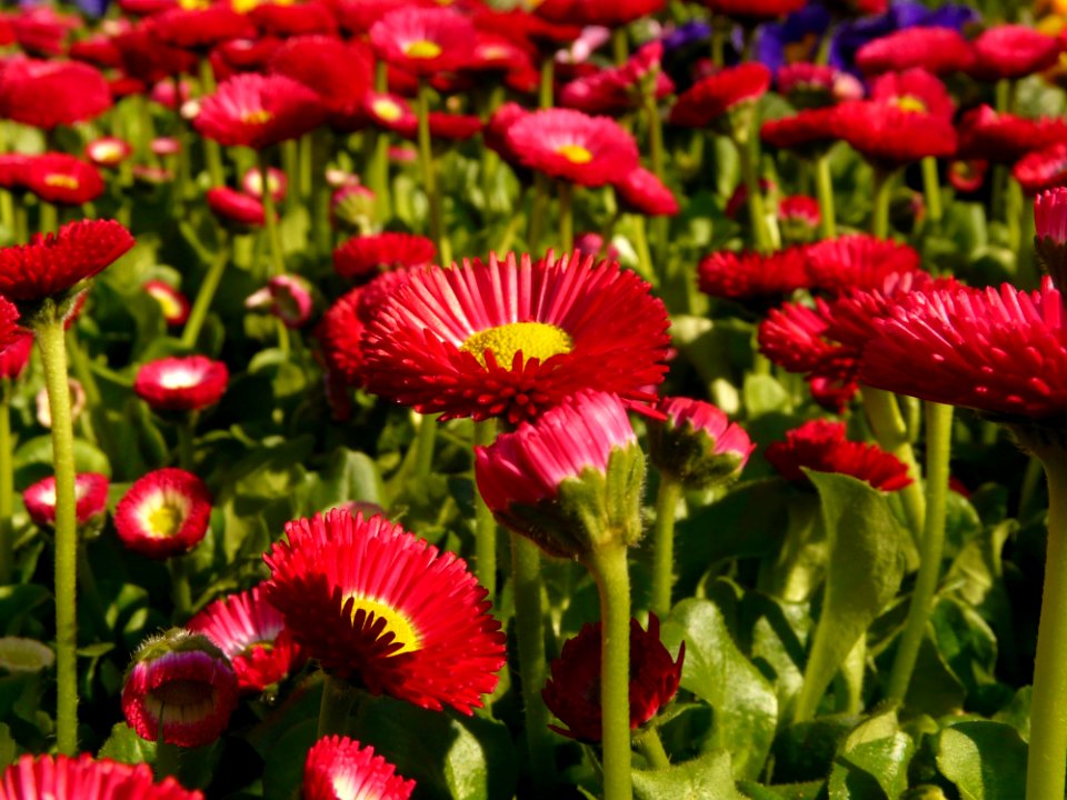 Flower Plant Daisy Flowering Plant
