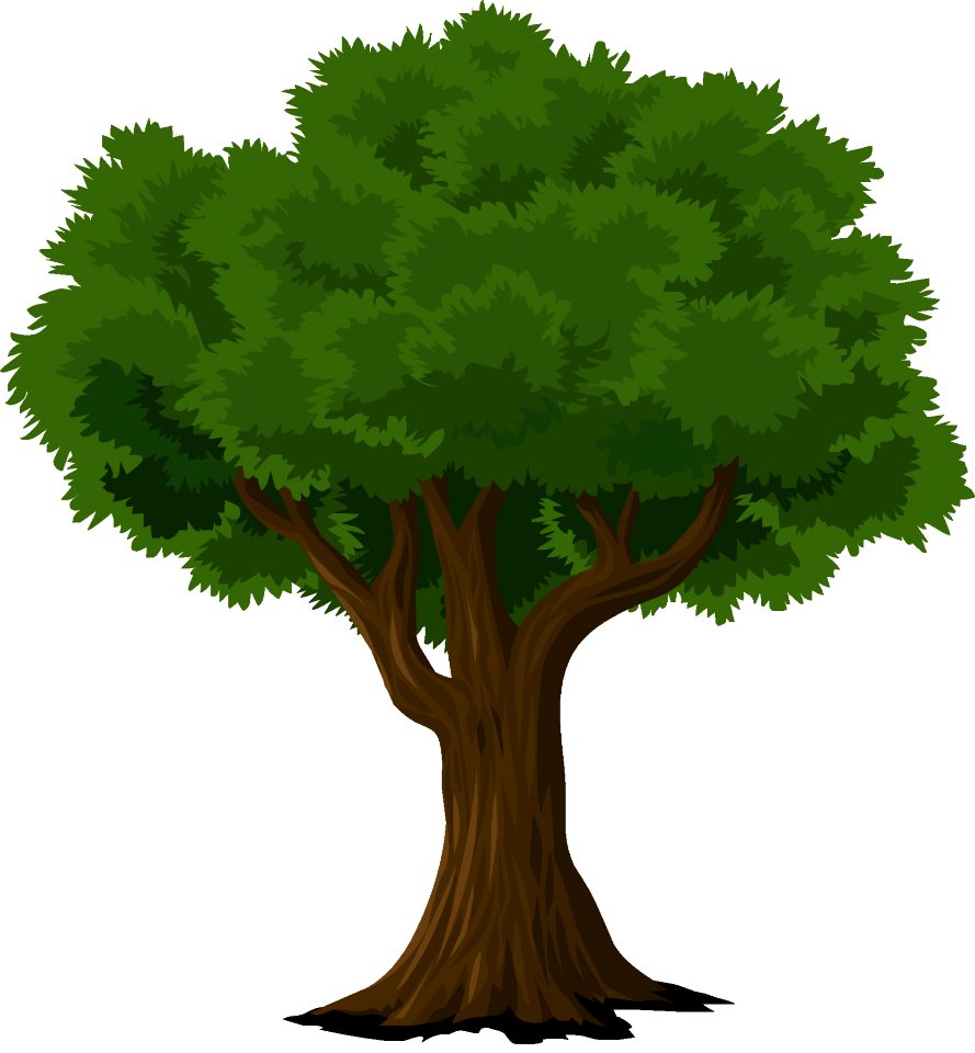 Tree Woody Plant Plant Leaf