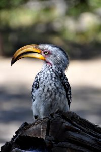 Beak Bird Fauna Hornbill photo