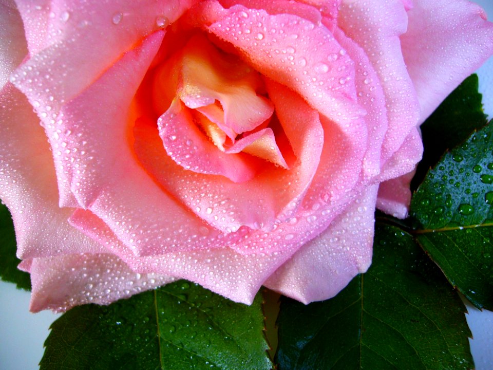 Flower Rose Pink Rose Family