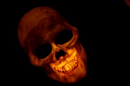 Bone Skull Organism Darkness photo