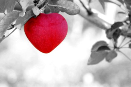 Red Black And White Branch Love