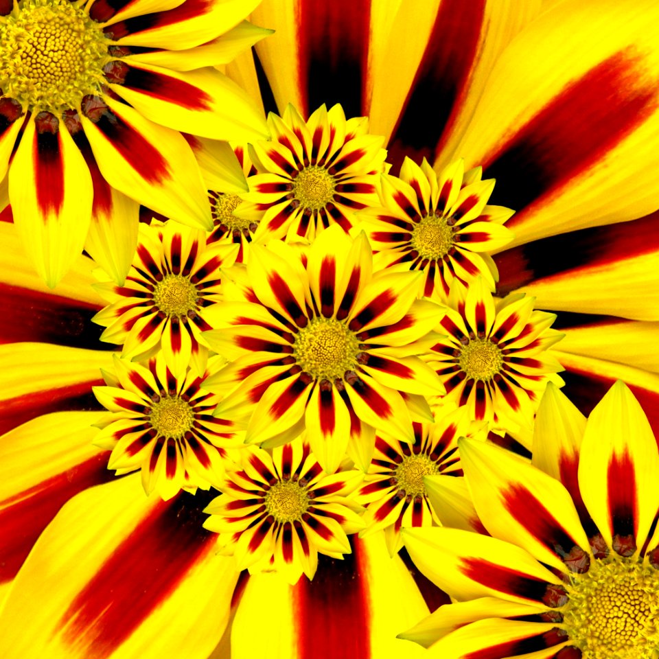 Flower Yellow Flora Petal