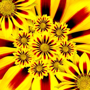 Flower Yellow Flora Petal