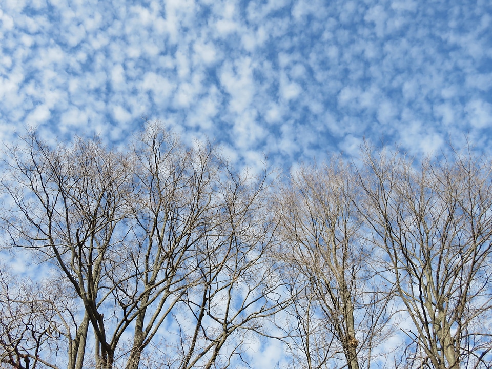 Trees winter bare photo