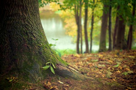 Woodland Nature Tree Ecosystem