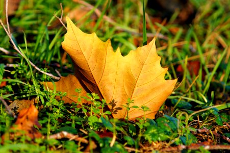 Leaf Autumn Deciduous Plant