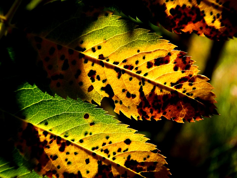 Leaf Vegetation Deciduous Autumn