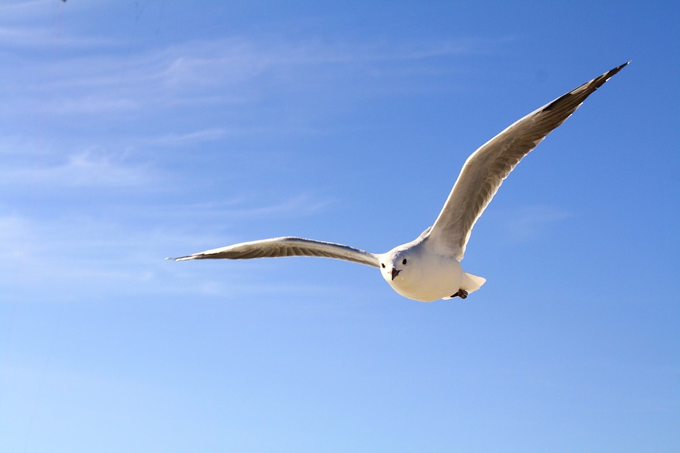 Blue flying clouds photo