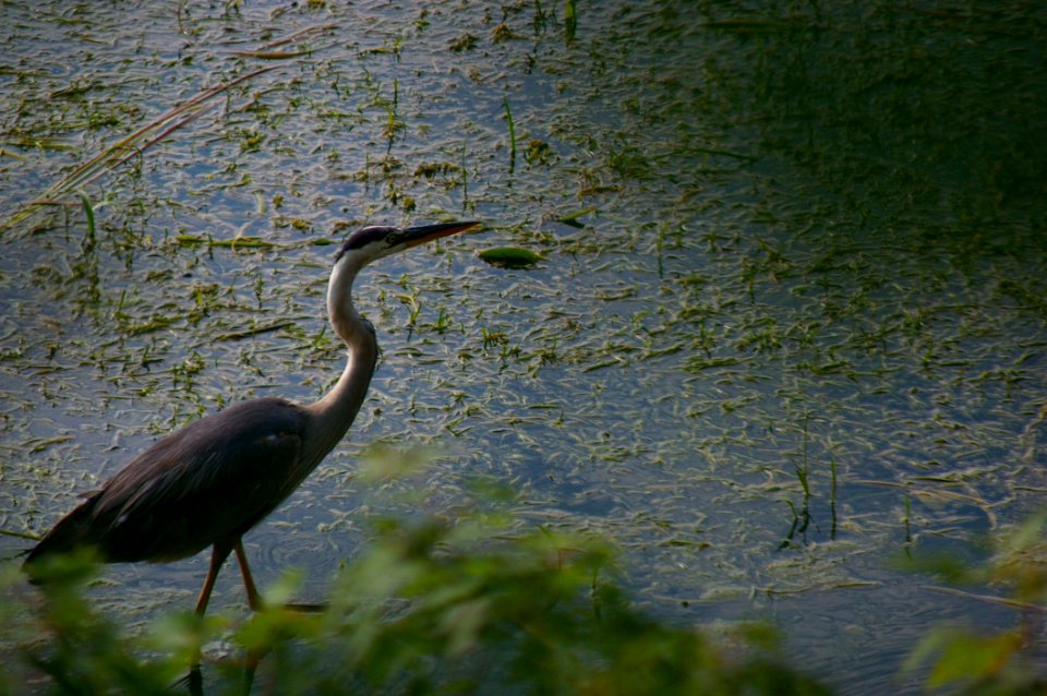 Herons Avian Birds